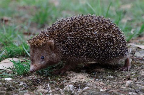 are there hedgehogs in china